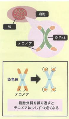 テロメア 伸ばす TAM,テロメラーゼ誘導活性化物質で、  長くして長生きしませんか？